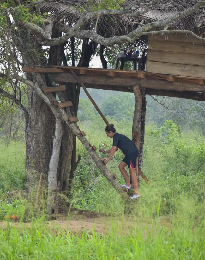 Guest house Habarana Tree House Area Hotel